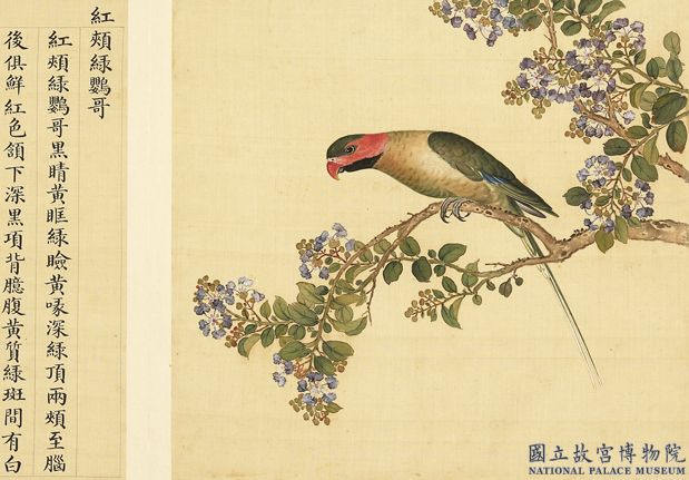 鳥譜（二）　冊　紅頰綠鸚哥